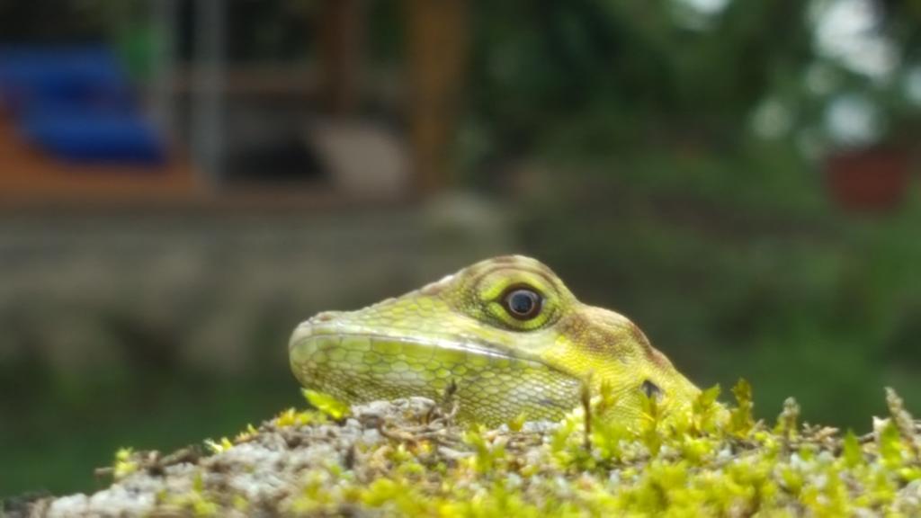 Saguamby Mindo Lodge Zewnętrze zdjęcie